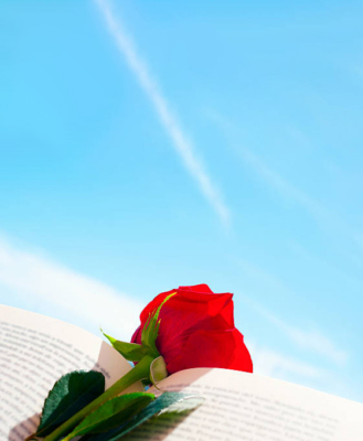 Envío urgente de rosas Rosa roja apoyada sobre libro con fondo de cielo